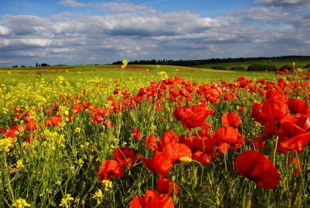 10+ Summer ideas for a vacation in Ukraine