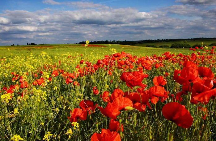 10+ Summer ideas for a vacation in Ukraine