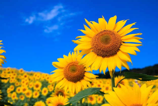 Prepare to your trip to Ukraine: matchmaking advice